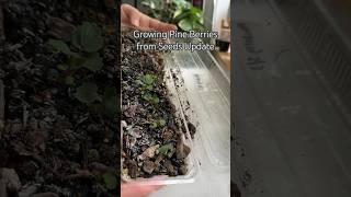 Pine Berries Germination shorts plants garden strawberry germination plantcare seeds [upl. by Nipahc10]