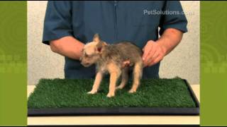 PetSolutions Dog Pet Park Indoor Potty [upl. by Inaluahek]