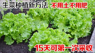 种生菜的“新方法”，不用土、不用肥，简单快速15天可第一次采收A new method of growing lettuce水培生菜 [upl. by Ardnwahs835]