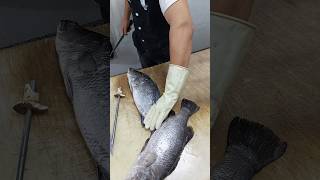 Barramundi Sea Bass fish cutting skills [upl. by Nnaeinahpets]