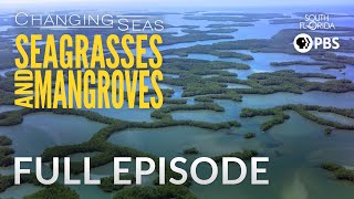 Seagrasses and Mangroves  Full Episode [upl. by Salman980]