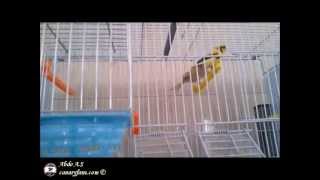 My breeding canary room S2013 [upl. by Mccomb]