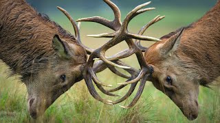 Red Deer Stags Fighting  Rutting Season Ep 216 [upl. by Jamnes]