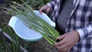 How To Make Garlic Scape Pesto [upl. by Atsirt]