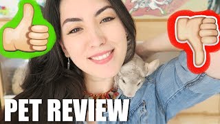 CHINCHILLAS  THE RIGHT PET FOR YOU  PET REVIEW [upl. by Nero]