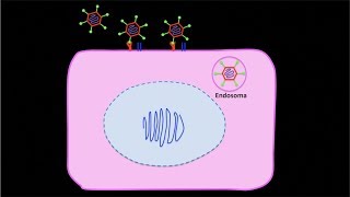 Replicación de Adenovirus de la Queratoconjuntivitis Epidémica Centro de Oftalmología Bonafonte [upl. by Neffirg]