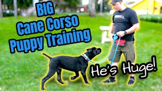 GIANT CANE CORSO PUPPY  How To Train Day 1 [upl. by Ellehcil]