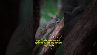 3 Surprising Facts About Squirrels You Didnt Know [upl. by Ecnarrat]