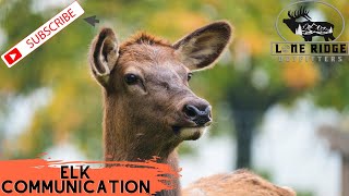 Elk Sounds  Cow Elk Communication  Utah Elk [upl. by Ateuqram]