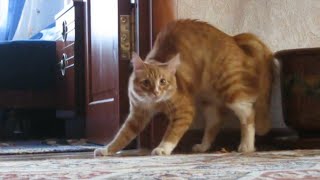 Adrenaline Cats  Funny Cat Video Compilation 2020 [upl. by Polito785]