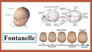 fontanelle [upl. by Noman]