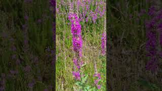 La Salicaire Plante Anti Diarrhée  Purple Loosestrife AntiDiarrhea Plant [upl. by Trauts]