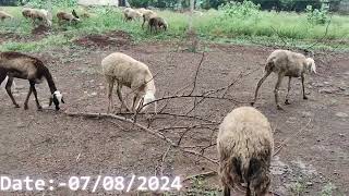 Sheep Farming In Sangvi Baramati Rambhau Chavan  highlight [upl. by Eiramanin]