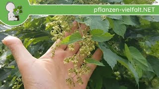 EchterWilder Hopfen  Männliche BlüteBlüten Humulus lupulus  Wildpflanzen Bestimmung [upl. by Ralaigh]