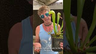 Cobra Plant Darlingtonia Care and Seed Sowing [upl. by Atilem]