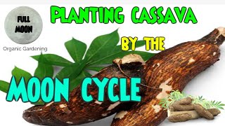 Growing quality Cassava using the Moon Cycle [upl. by Marchal]