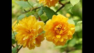 Beautiful Kerria Japonica [upl. by Christmas581]