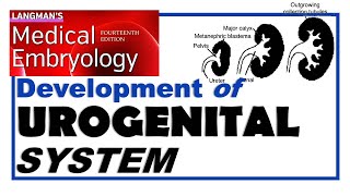 Langman Chapter16  Embryology of Urogenital System  Dr Asif Lectures [upl. by Hanaj]