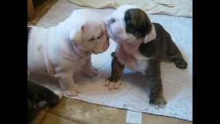 4 week old English bulldog pups trying to walk and play [upl. by Polash]