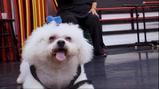 Broadway Baby Visits The Studio  Dance Moms Season 1 Episode 6 [upl. by Freeman]