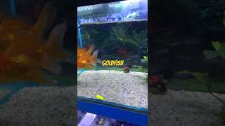 Goldfish tank setup shorts [upl. by Bremen]