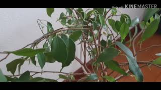 Como podar Ficus Benjamina [upl. by Iaw244]