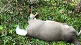 Deer hunting on Anticosti Island [upl. by Nehpets]