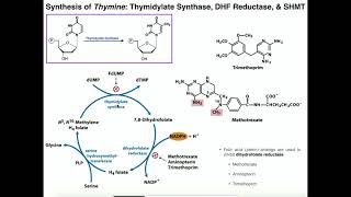 Nucleotide Metabolism  Basics of Thymine Biosynthesis [upl. by Onibag]