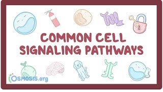 Common cell signaling pathway [upl. by Edieh629]