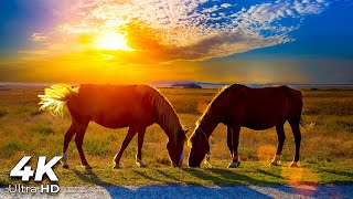 Horse Galloping Sound 10 Hours to Help You Relax 🐎 🥱 [upl. by Amihc]