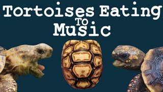 Tortoises Eating to Music [upl. by Tiraj999]