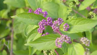 Callicarpa dichotoma  Japanese Beautyberry [upl. by Trefor]