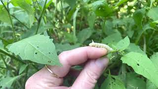 🍅What to do with the infamous tomato hornworm🐛Cute caterpillar puppy and beneficial moth nature [upl. by Pavior396]