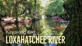 Kayaking on the Loxahatchee National Wild amp Scenic River [upl. by Ellemac100]