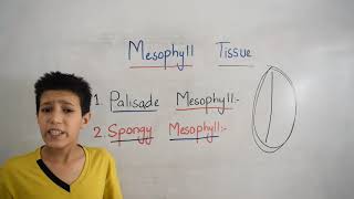 Mesophyll Tissue [upl. by Ecyoj]