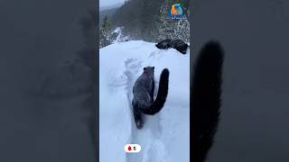 Luna Panther vs Rottweiler wildlife shorts animals trending cat dog viralvideo [upl. by Pattie]