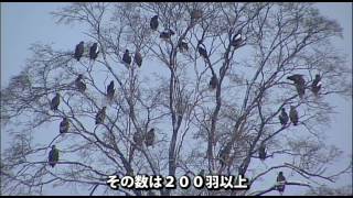 オオワシ 鈴なり Stellers Seaeagle [upl. by Anneliese]