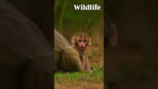 Rose Ringed parakeet shots trending viralvideo [upl. by Hanikehs]