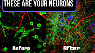 Neurogenesis Just Means You’re Producing New Brain Cells  Neurogenesis Basics and How to Achieve It [upl. by Neram]