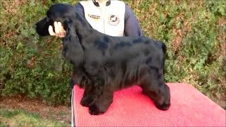 English Cocker Spaniel grooming by Rita Szakács [upl. by Caddaric]