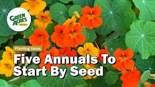 5 Annuals To Plant By Seed Early Spring [upl. by Podvin]