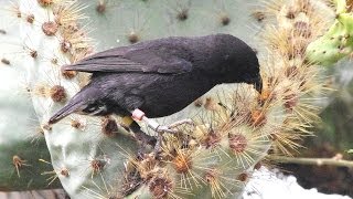 Darwin Finches Galapagos [upl. by Joiner]