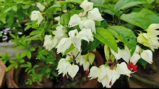 clerodendrum thomsoniae plant पर ज्यादा से ज्यादा फूल कैसे पाये । bleesing clerodendrumthomsoniae [upl. by Khosrow]