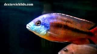 Super Red Empress Cichlid Male in a community tank with Haps and Mbuna [upl. by Ahcsat]