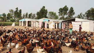 Biggest Free Range Chicken Farming in Pakistan  Free Range Hen Farming Benefits  Ajmal Hameed [upl. by Ado]