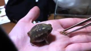 Feeding the cutest frog in the world Desert rain frog [upl. by Cornelle]