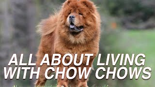 ALL ABOUT LIVING WITH CHOW CHOW DOG [upl. by Ciredor]