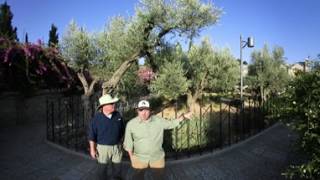 Appian Media Garden of Gethsemane 360 Tour [upl. by Akimihs]