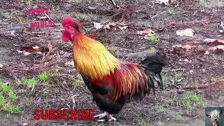 The Most Hilarious Alarm Clock Ever Rooster Crowing Edition [upl. by Arron]