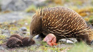 Echidna The Mammal Giving Birth To Cute Baby [upl. by Oironoh]